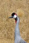 Crowned Crane (national bird of Uganda), photo taken in Ngorongoro caldera