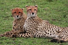 two cheetah