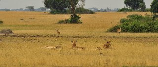 Lions in Queen Elizabeth National Park, Uganda