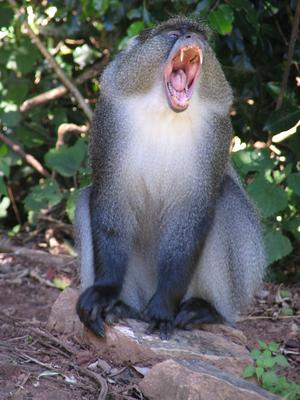 Blue Monkey Showing Sharp Canines (a.k.a Samango Monkey)