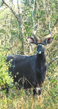 Umfolozi nyala bull - © Yvonne Fox