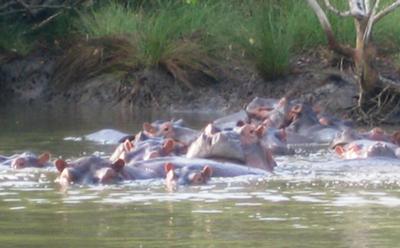 Hippos, my favorites!