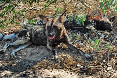 The endangered African wild dog