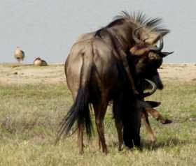 Wildebeest