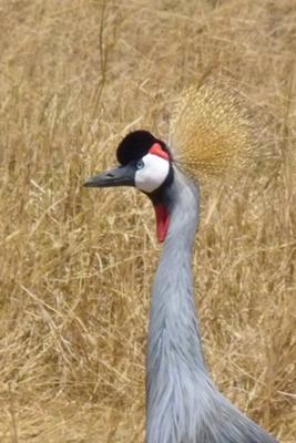 Crowned Crane (national bird of Uganda), photo taken in Ngorongoro caldera
