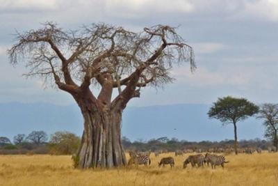 Baobab Tree and grazing Zebras, Tarangire NP, Tanzania