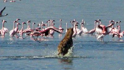 Flamingo Chasing Hyena