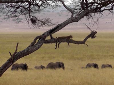 Leopard watching elephant