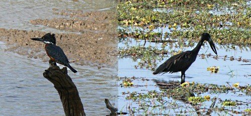 Giant Kingfisher and Open-billed Stork