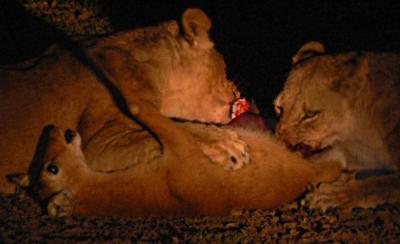 Lions Taking Down a Puku