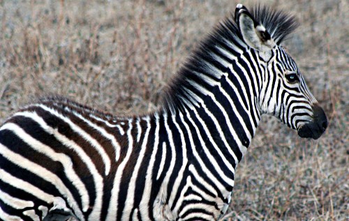 Zambia zebra