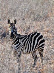 Zebra