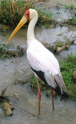 Yellow billed stork