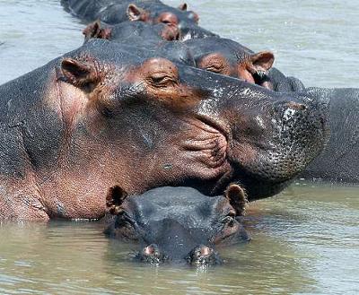 Pile of Hippo's