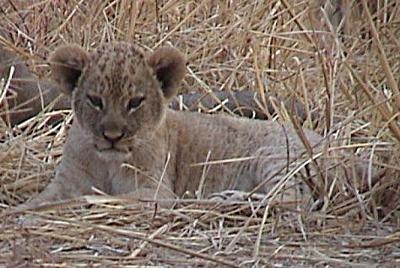 Zambia Lion Cub