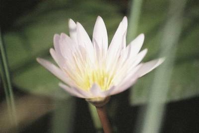 Water lily in the Okavango Delta